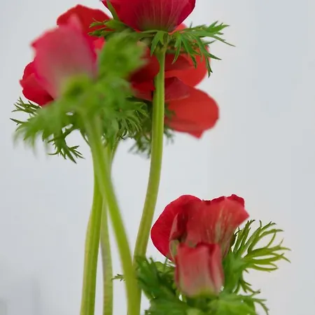 23 Mykonos Mykonos Town