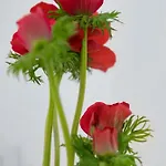 23 Mykonos Mykonos Town