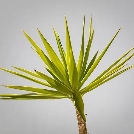 23 Mykonos 호텔 3*