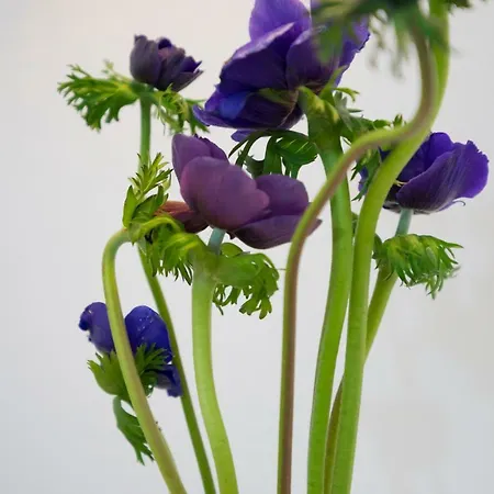 23 Mykonos 3* Mykonos Town