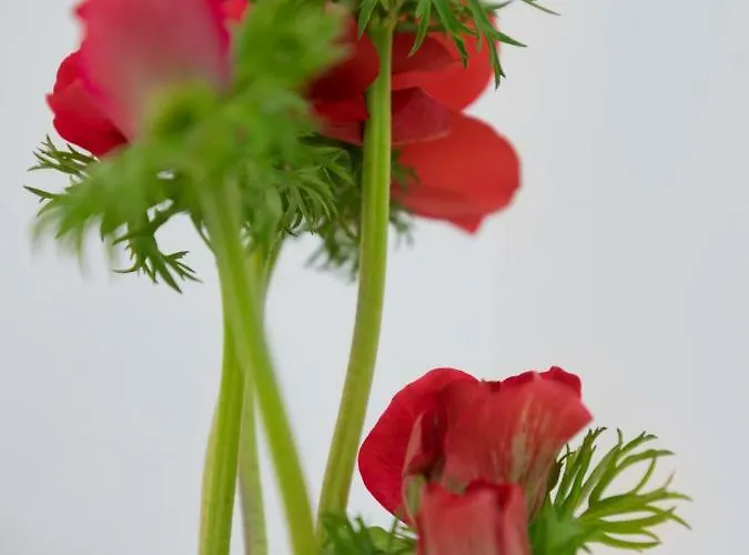 23 Mykonos Mykonos Town